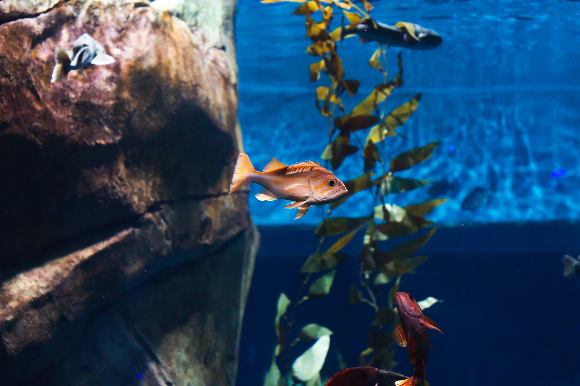 Elkwood antler dog chew and practical ramps for UK homes Elkwood antler dog chew and practical ramps for UK homes