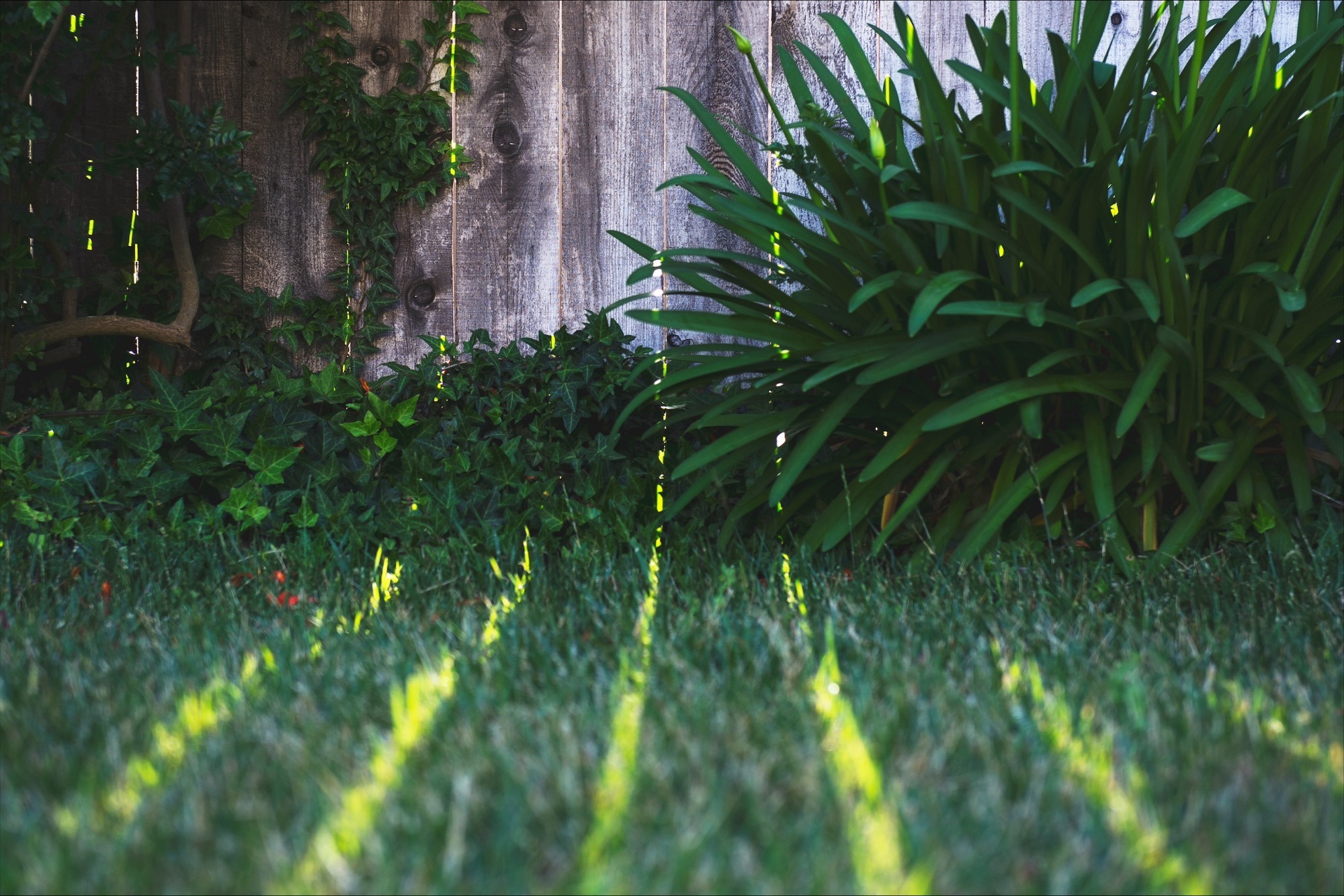 Seasoned care for trees and lawns in Bristol Seasoned care for trees and lawns in Bristol