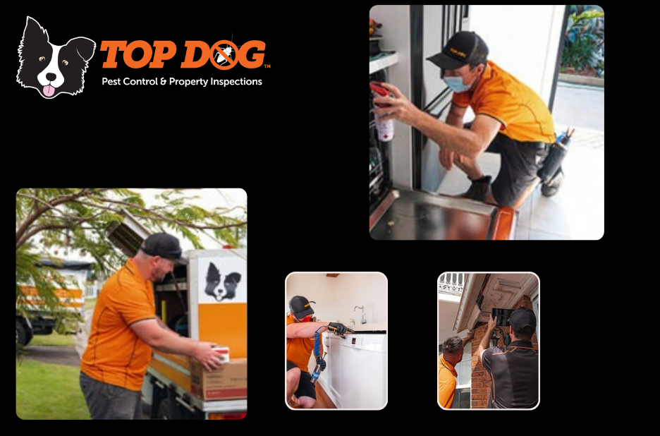 Pest control on the Gold Coast: practical strategies for homes and businesses Pest control on the Gold Coast: practical strategies for homes and businesses