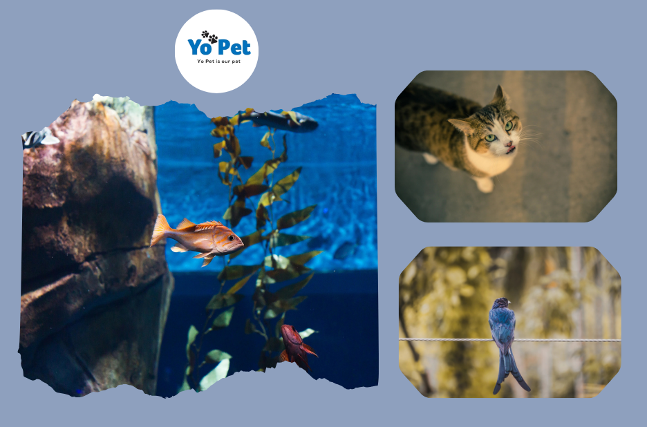 Discover a Better Small Animal Wheel for Your Home Discover a Better Small Animal Wheel for Your Home