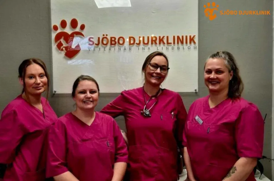 Vaccinera katt i Tomelilla – Skydda din katt med professionell vård Vaccinera katt i Tomelilla – Skydda din katt med professionell vård