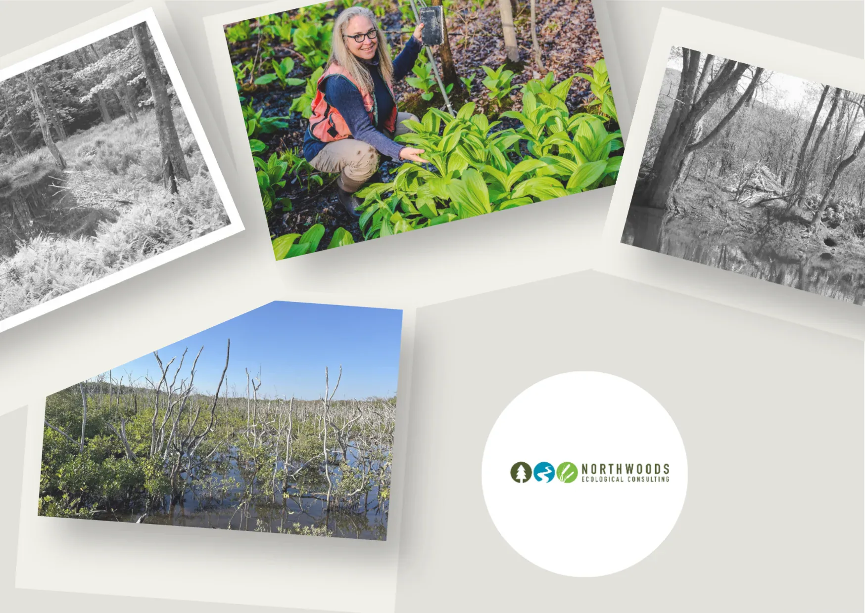 Expert Wetland Delineation Services in New Hampshire for Accurate Ecological Analysis Expert Wetland Delineation Services in New Hampshire for Accurate Ecological Analysis