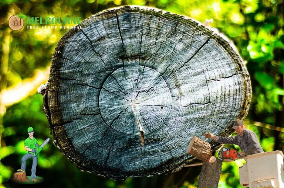 Professional Stump Removal Melbourne Services for Residential and Commercial Properties Professional Stump Removal Melbourne Services for Residential and Commercial Properties