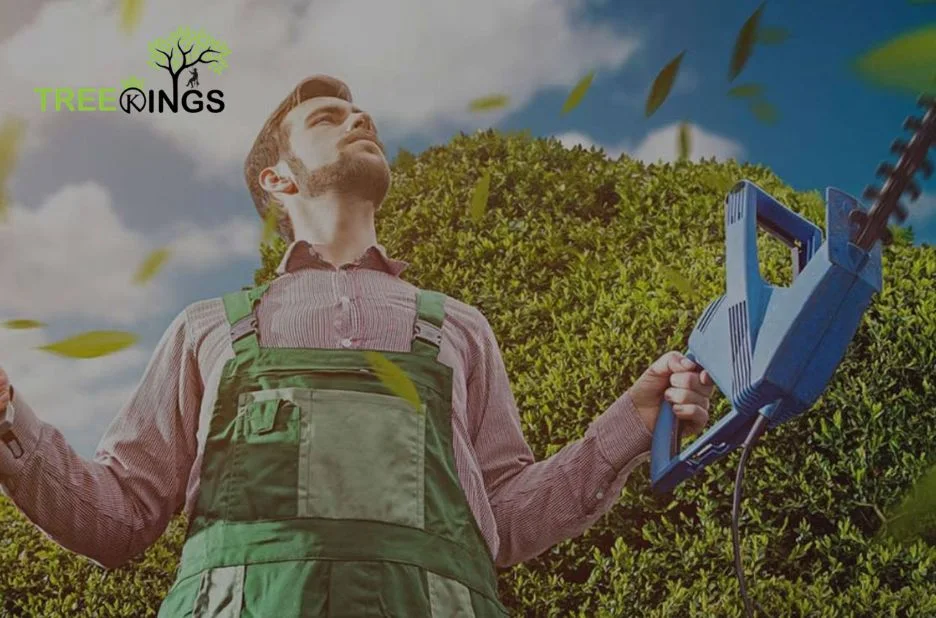 Expert Tree Removal Service Greenvale for Safe and Efficient Tree Care Expert Tree Removal Service Greenvale for Safe and Efficient Tree Care