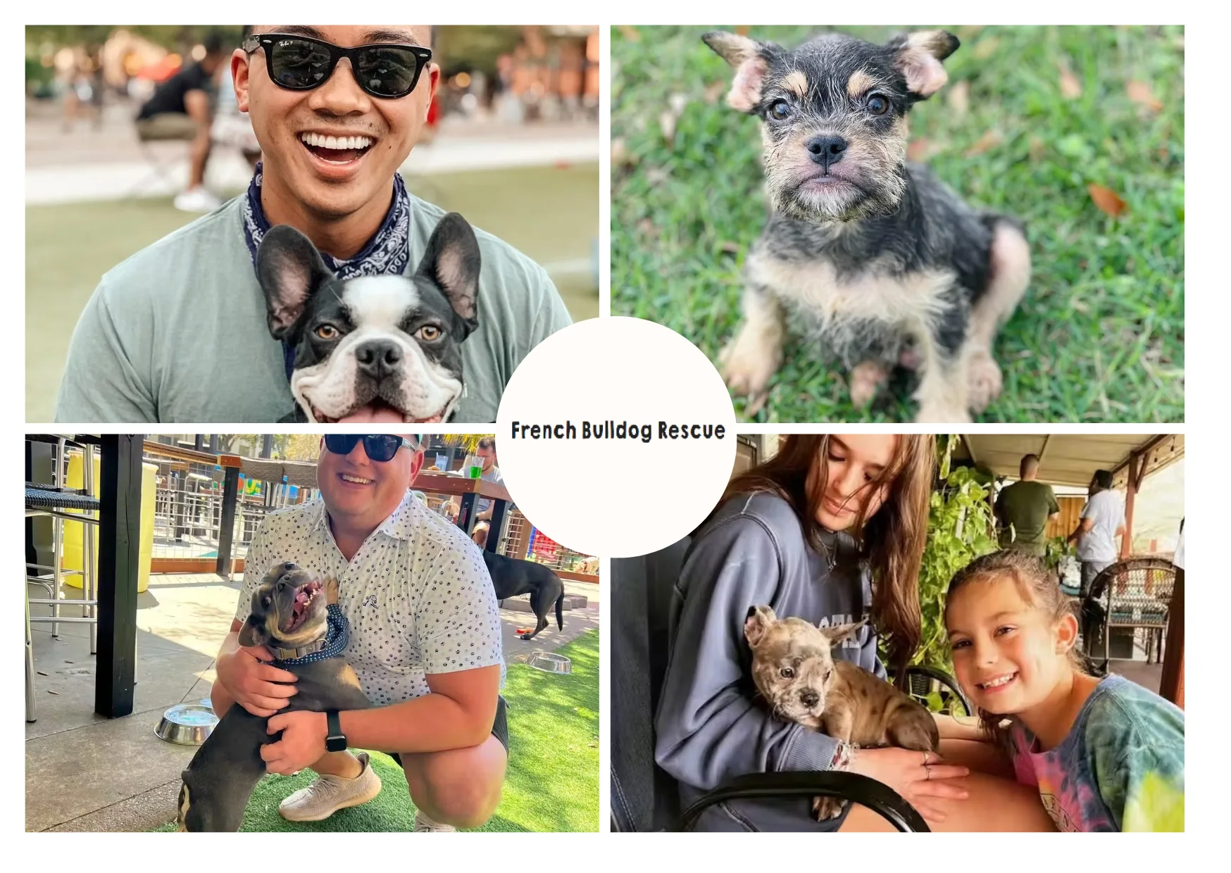 How to Rescue French Bulldogs and Provide Them a Loving Forever Home How to Rescue French Bulldogs and Provide Them a Loving Forever Home