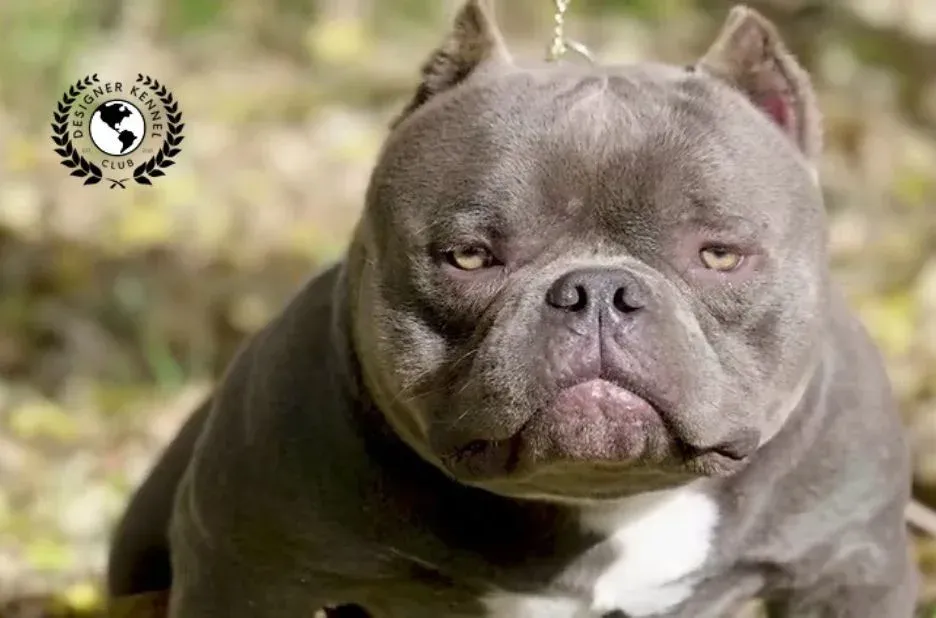 How to Navigate American Bully Registration Requirements in Your Local Area How to Navigate American Bully Registration Requirements in Your Local Area