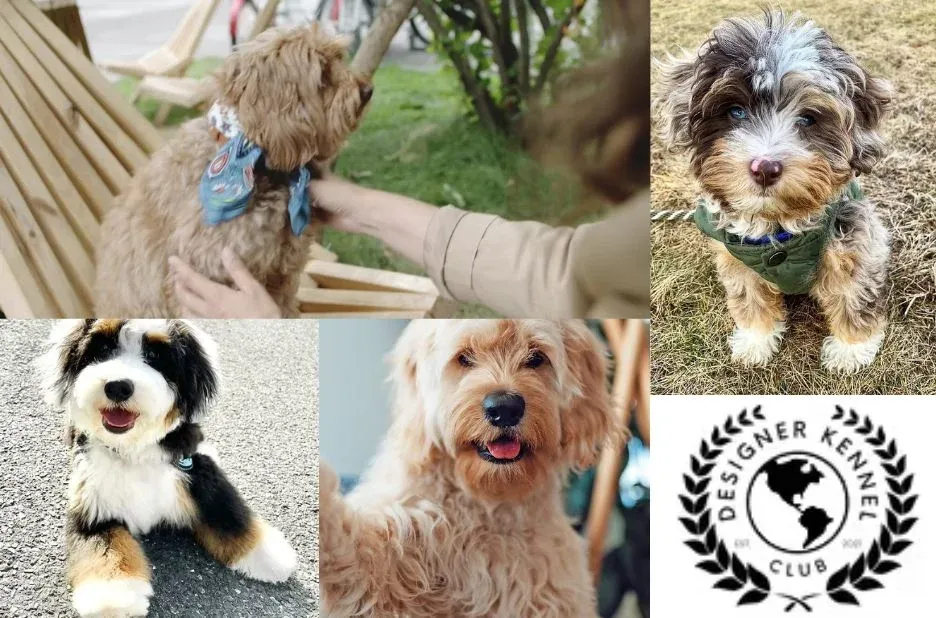 Practical Guide: How to Register Your Puppy Through Designer Kennel Club