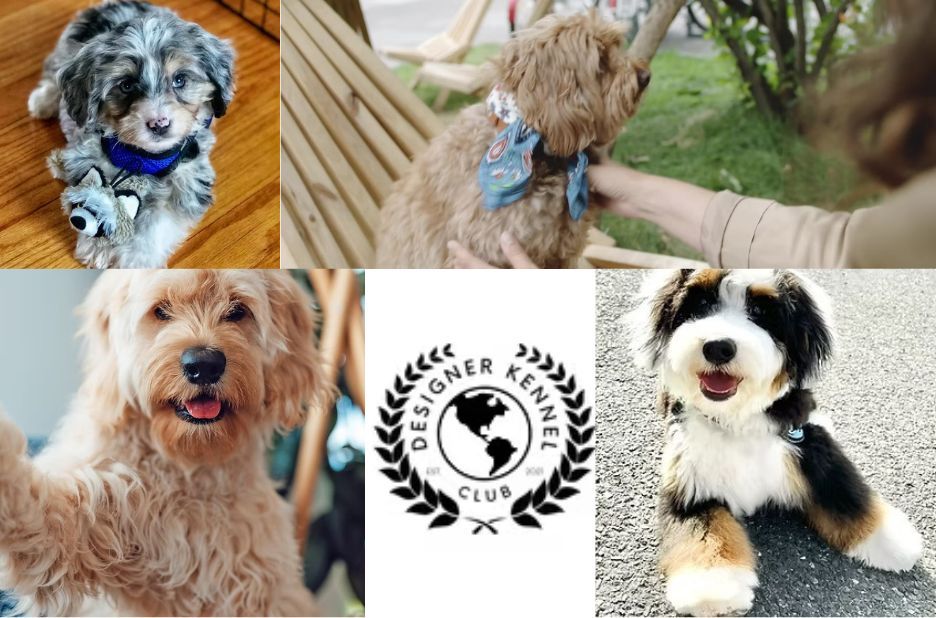 How a Designer Dog Breeder Shapes Health, Temperament, and Purpose-Bred Lines How a Designer Dog Breeder Shapes Health, Temperament, and Purpose-Bred Lines