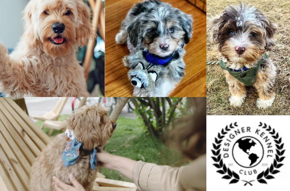 How to Choose a Designer Dog Breeder: Buyer Intent Checklist and Red Flags How to Choose a Designer Dog Breeder: Buyer Intent Checklist and Red Flags