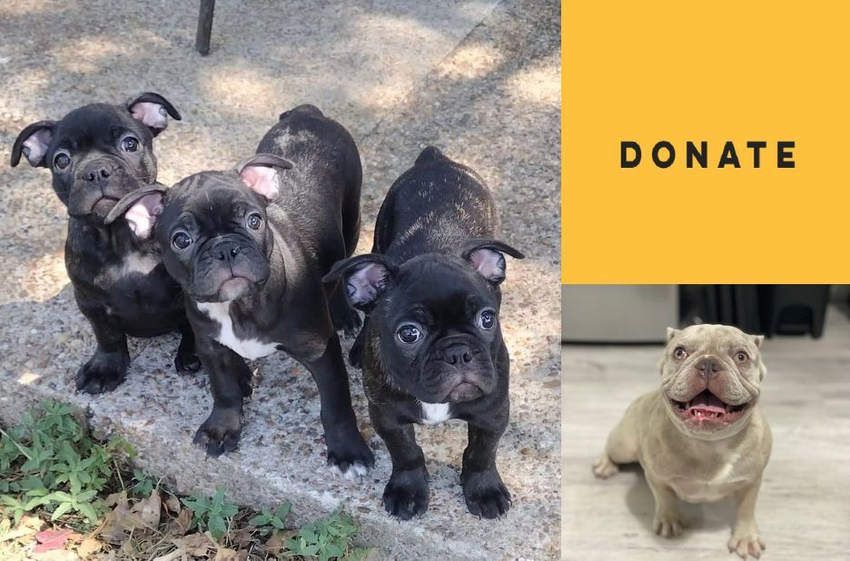 Find a French Bulldog Near Me: How to Get Matched with Rescue French Bulldogs Find a French Bulldog Near Me: How to Get Matched with Rescue French Bulldogs