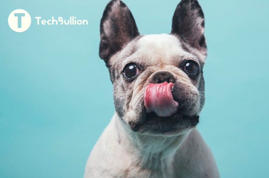 How Technology Helps Rescue French Bulldogs: A Practical Guest Post Guide How Technology Helps Rescue French Bulldogs: A Practical Guest Post Guide