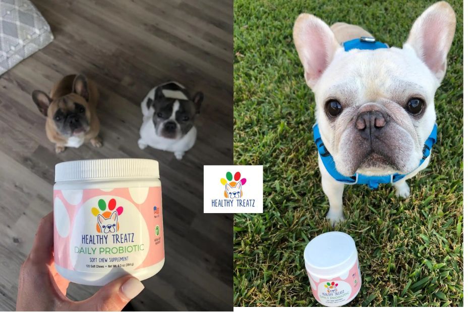 How Probiotic Dog Treats Support Healthy Gut Balance for Dogs How Probiotic Dog Treats Support Healthy Gut Balance for Dogs
