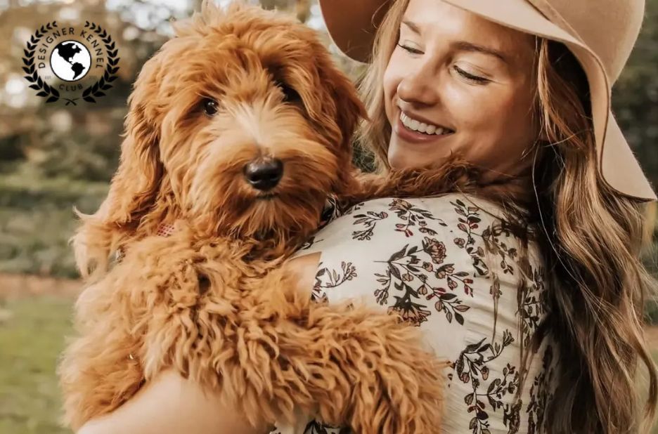 How to Get Papers on a Dog with Designer Kennel Club Registration How to Get Papers on a Dog with Designer Kennel Club Registration