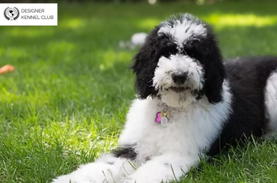 Sheepadoodle Registration: Compare Designer Kennel Club and Alternatives Sheepadoodle Registration: Compare Designer Kennel Club and Alternatives