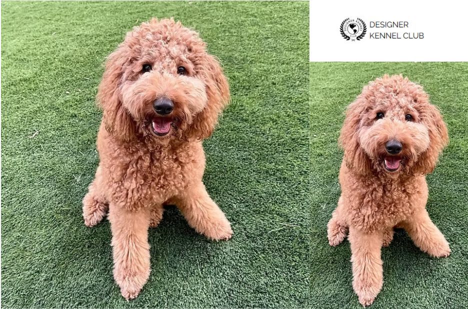 Golden Doodle Papers Without AKC: Designer Kennel Club Registration Explained Golden Doodle Papers Without AKC: Designer Kennel Club Registration Explained
