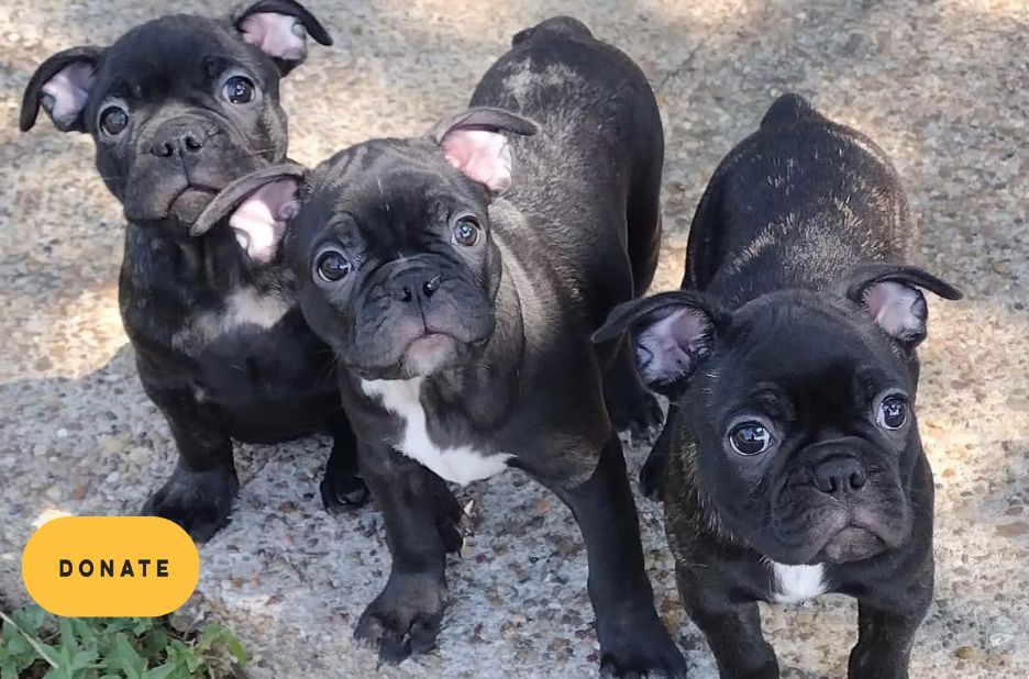 How to Rescue French Bulldogs: From First Call to Forever Homes How to Rescue French Bulldogs: From First Call to Forever Homes