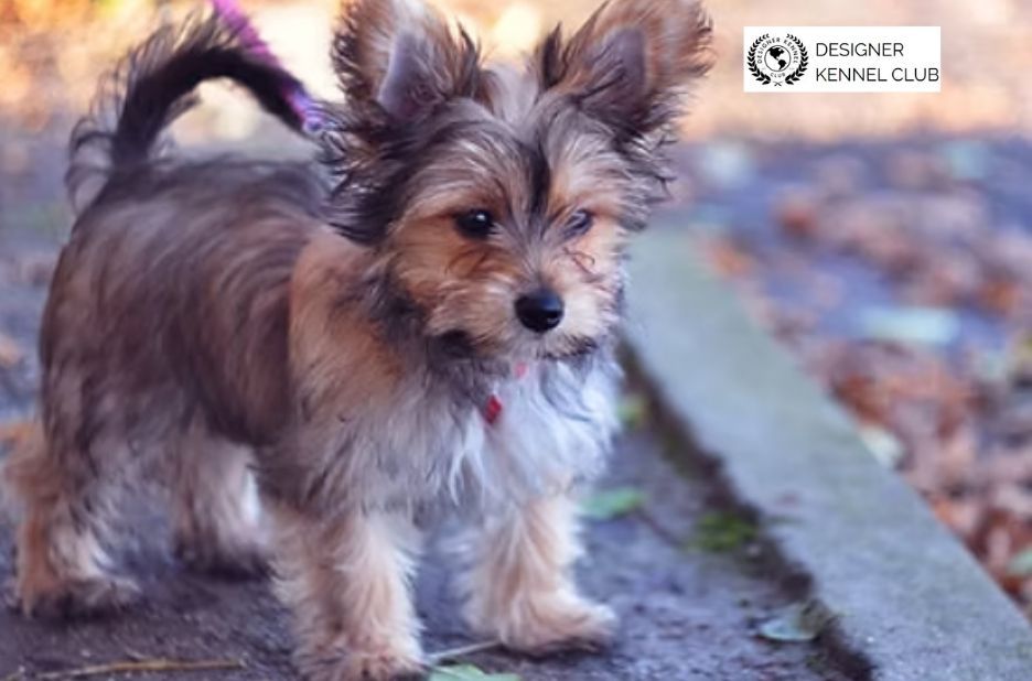 Expert Guide to Reputable Ways to Get Dog Papers Online Expert Guide to Reputable Ways to Get Dog Papers Online