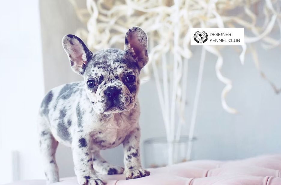 How to Register a French Bulldog Without AKC: Checklist