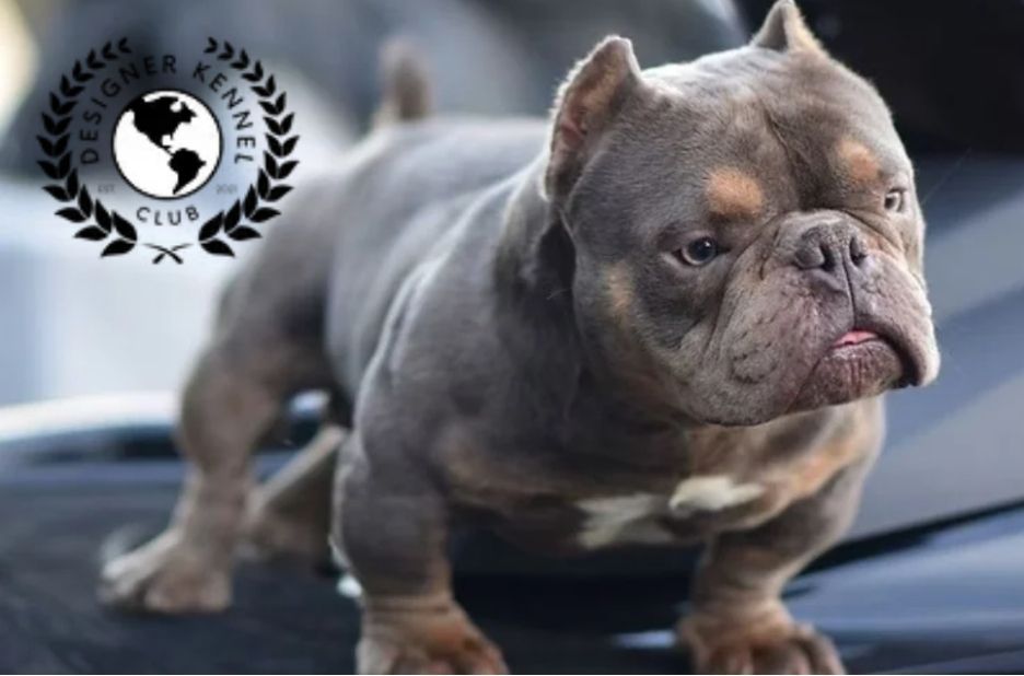 How to Register an American Bully Without Papers Legally
