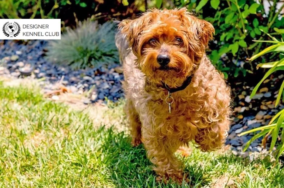 Comparing YorkiePoo Registration Options for Owners Comparing YorkiePoo Registration Options for Owners