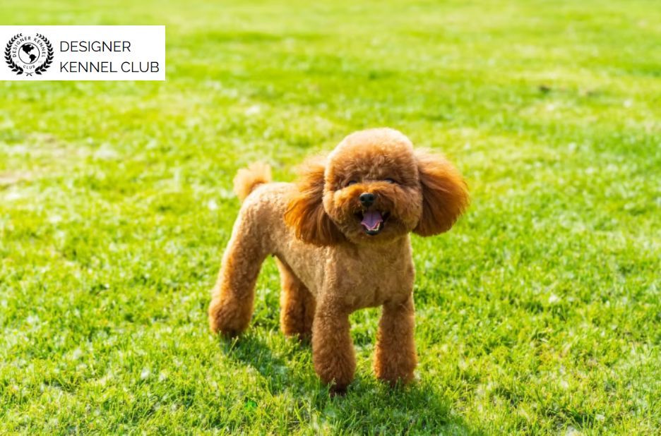 Checklist for Registering a Poodle Mix Without AKC