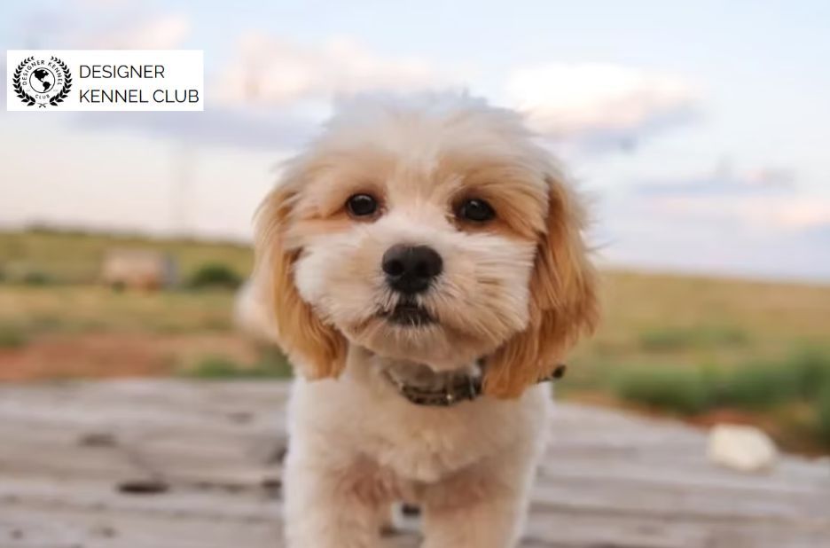 How to Verify Shih Poo Records Without AKC Papers How to Verify Shih Poo Records Without AKC Papers