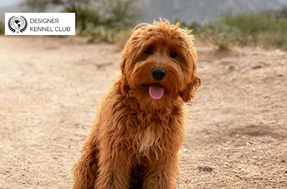 How to Get Papers for a Dog Without Registration How to Get Papers for a Dog Without Registration